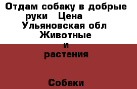 Отдам собаку в добрые руки › Цена ­ 10 - Ульяновская обл. Животные и растения » Собаки   